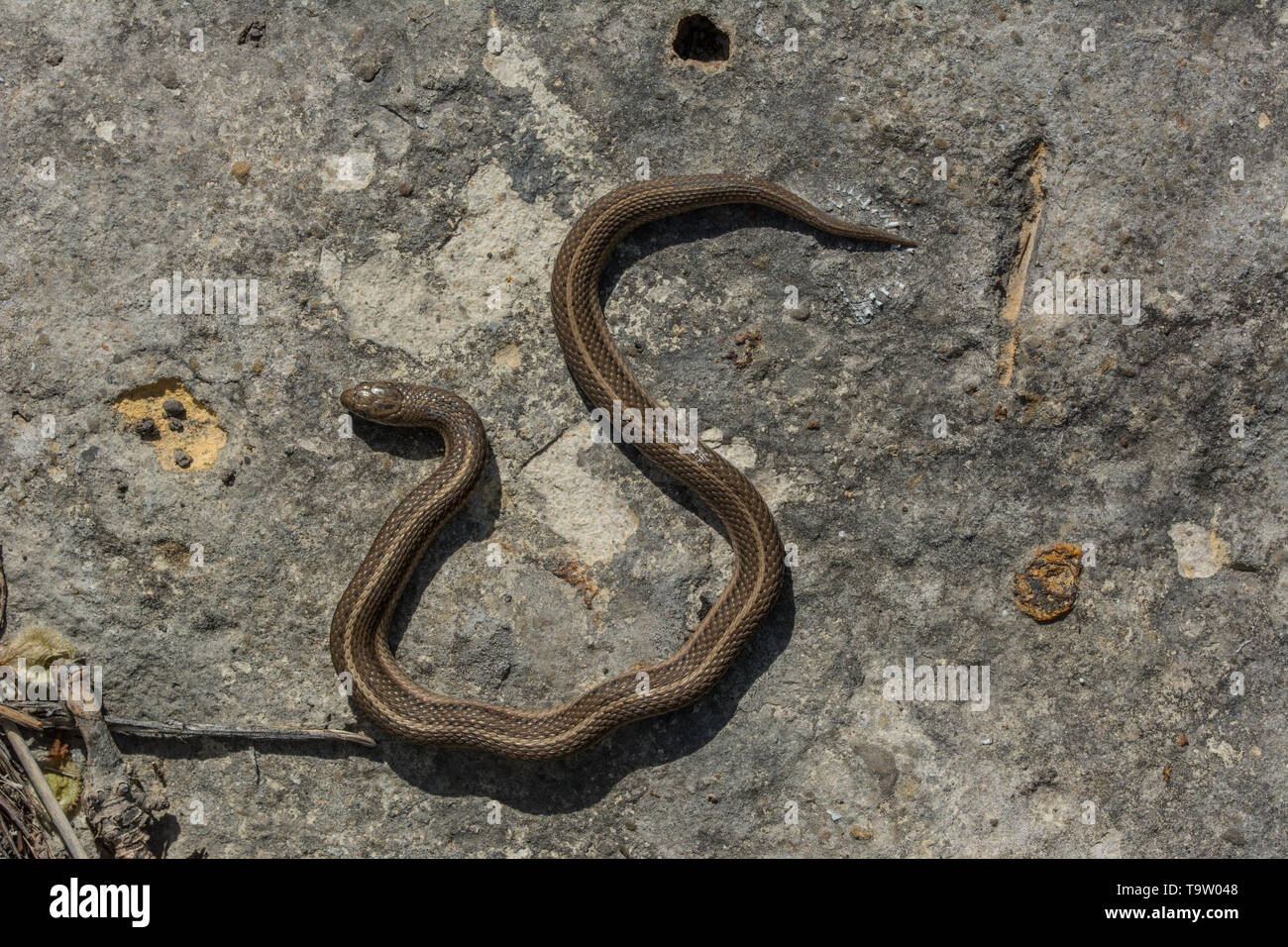 Fiancheggiata Snake (Tropidoclonion lineatum) da Chase County, Kansas, Stati Uniti d'America. Foto Stock