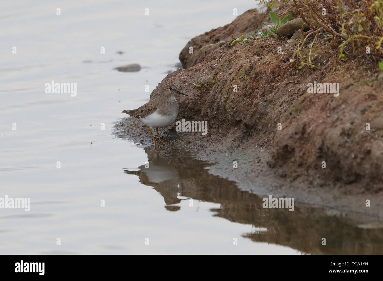 Di Temminck Stint sul passaggio a molla Foto Stock