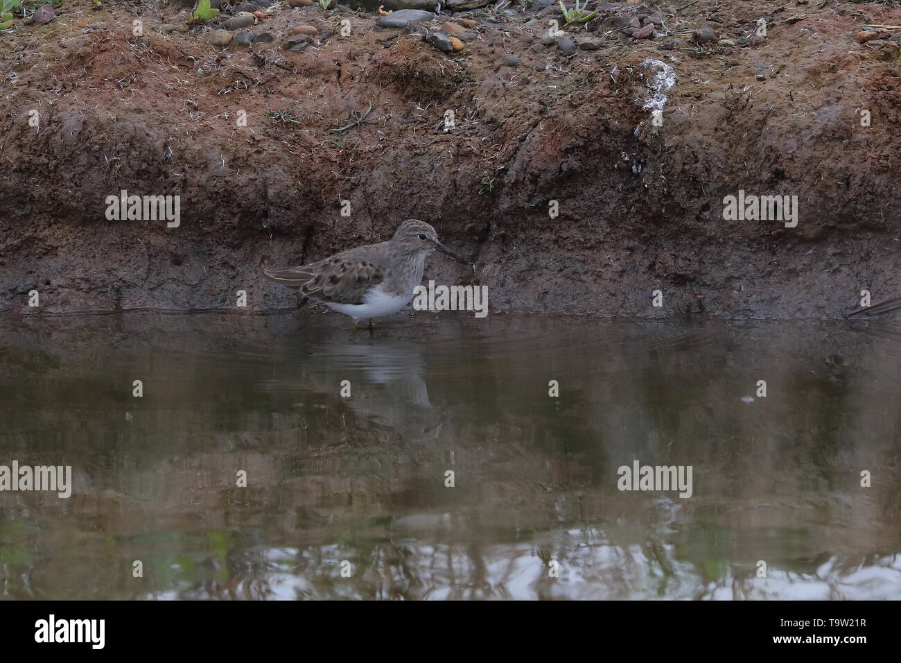 Di Temminck Stint sul passaggio a molla Foto Stock