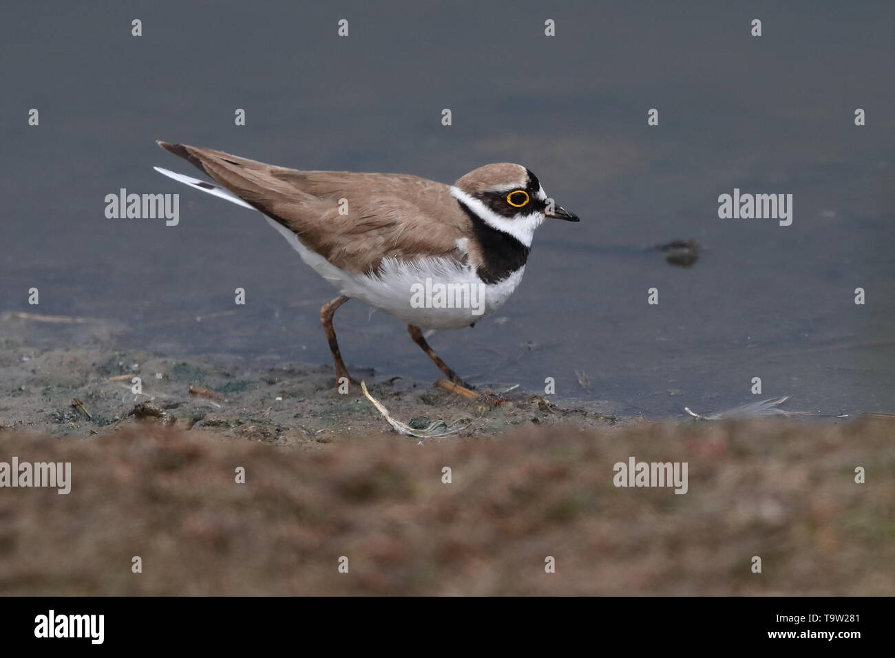 Piccolo per adulti di inanellare Plover Foto Stock