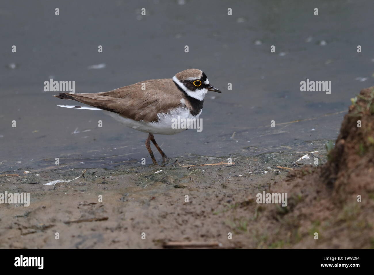 Piccolo per adulti di inanellare Plover Foto Stock