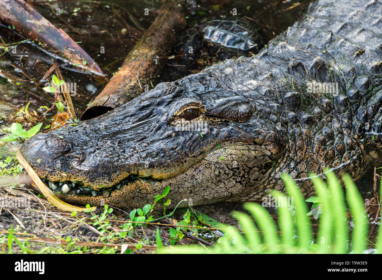 Il coccodrillo americano (Alligator mississippiensis) testa closeup, giacente in stagno, animale in cattività - Florida, Stati Uniti d'America Foto Stock