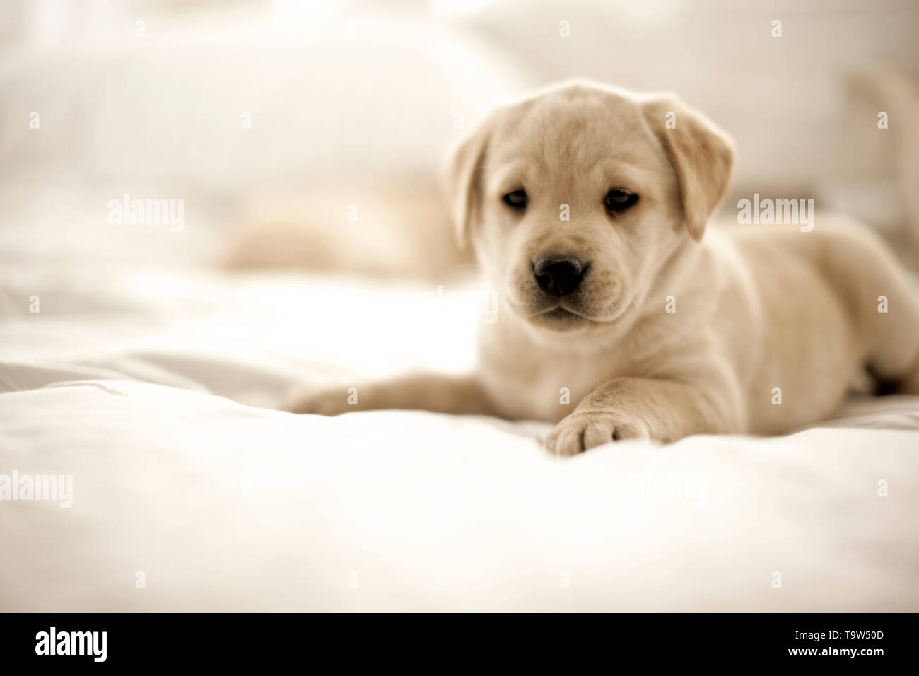 Cucciolo di seduta su di un letto. Foto Stock