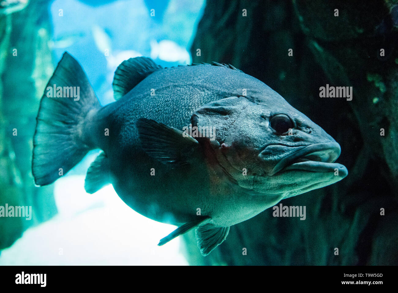 Grande pesce Foto Stock