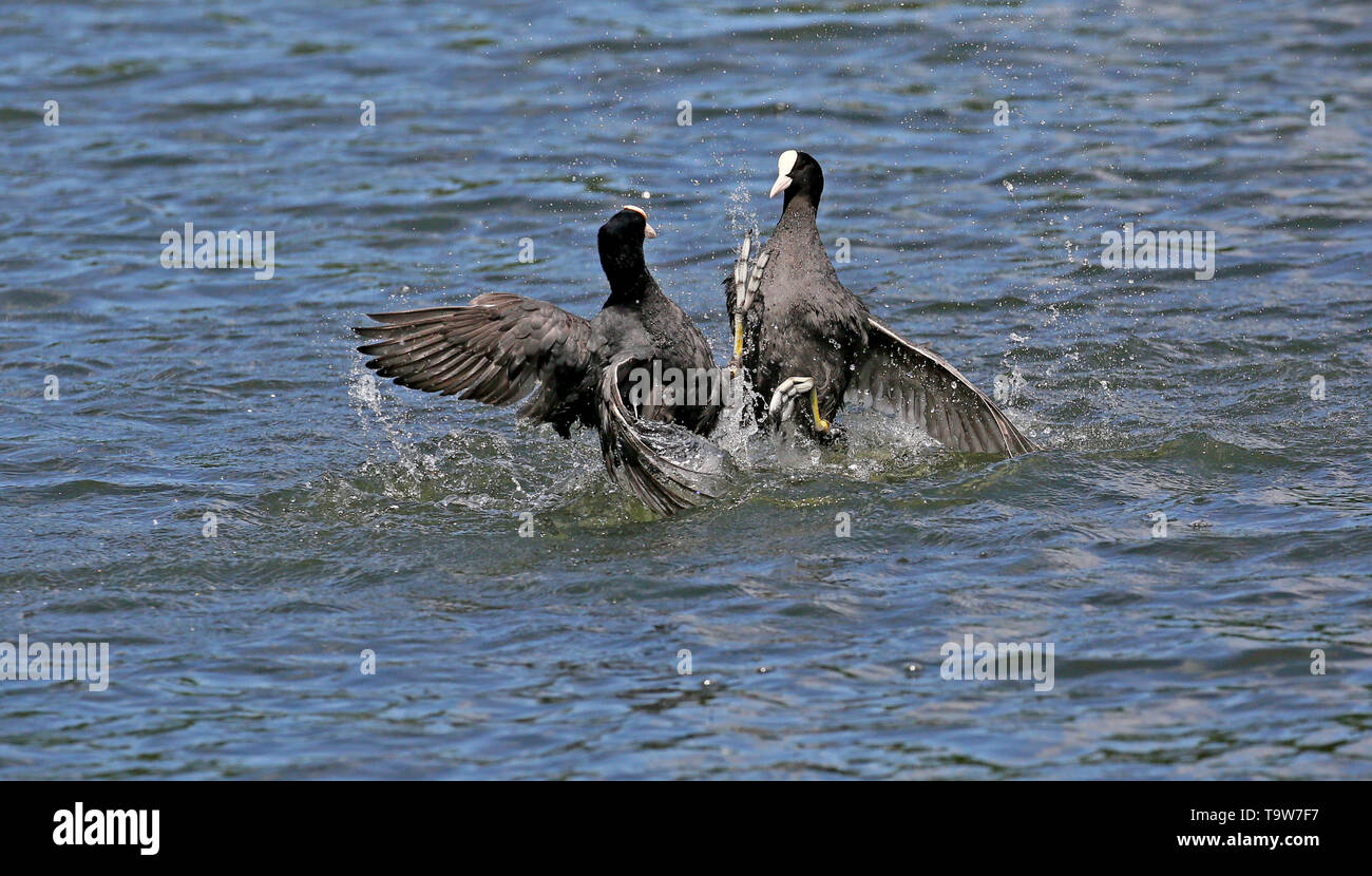 Heywood, Regno Unito, 20 maggio, 2019. Folaghe battaglia usando le unghie . Queens Park, Heywood, Greater Manchester. Credito: Barbara Cook/Alamy Live News Foto Stock