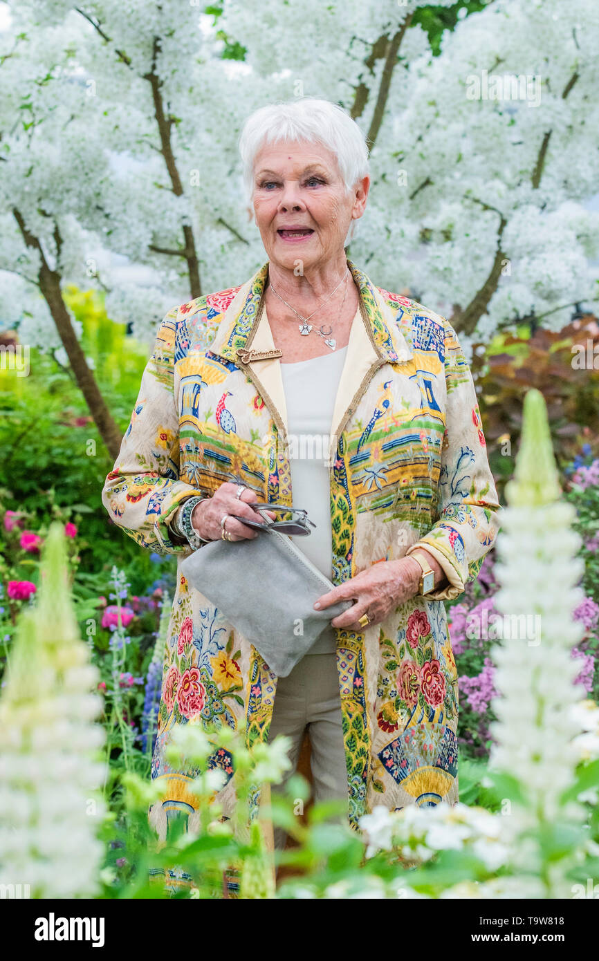 Londra, Regno Unito. Il 20 maggio 2019. Dame Judi Dench lancia una nuova iniziativa elming sul Hillier vivai stand - anteprima stampa giornata al RHS Chelsea Flower Show. Credito: Guy Bell/Alamy Live News Foto Stock