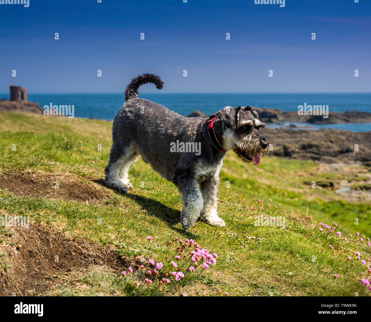 Miniatura Schnauzer cane, il sale e il pepe colore Foto Stock