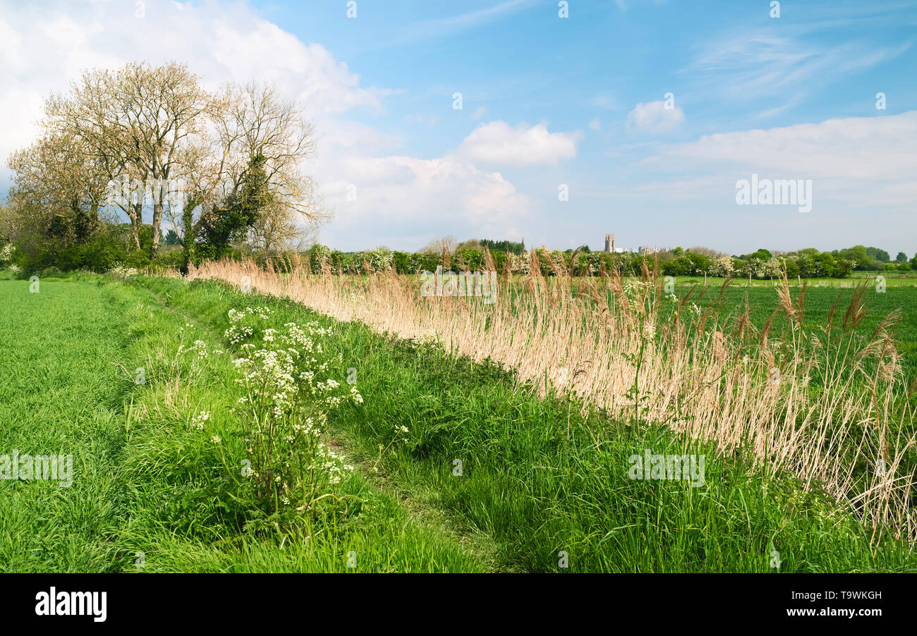 Rurali campagna inglese con campi, graminacee selvatiche, alberi e antiche minster sull orizzonte sotto il cielo luminoso in estate, Beverley, Yorkshire, Regno Unito. Foto Stock