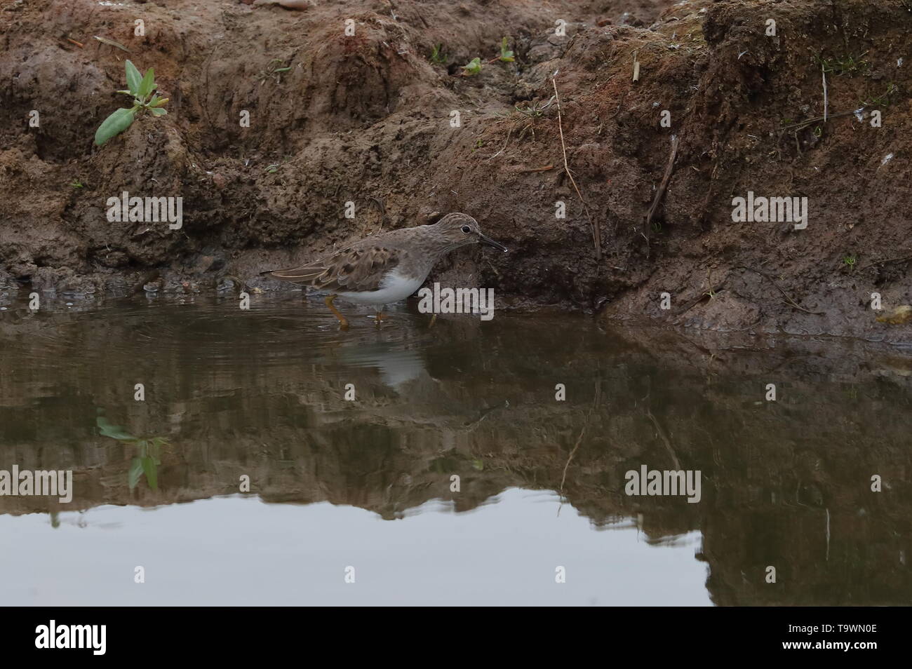 Di Temminck Stint sul passaggio a molla Foto Stock