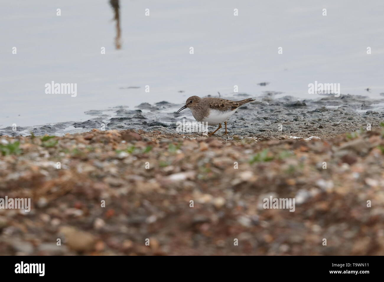 Di Temminck Stint sul passaggio a molla Foto Stock