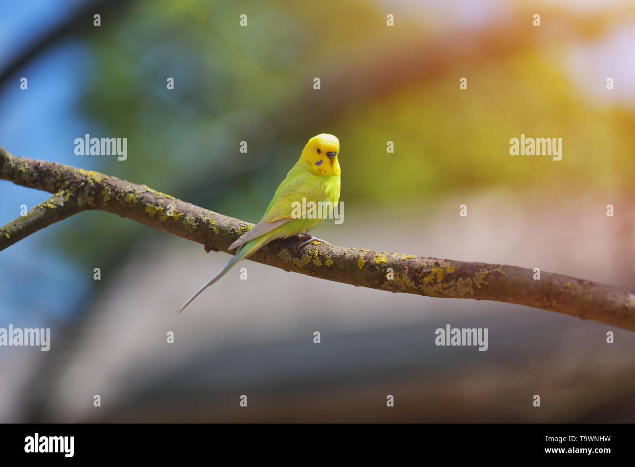Verde e giallo budgerigar parrot (Melopsittacus Undulatus) sul ramo di albero Foto Stock