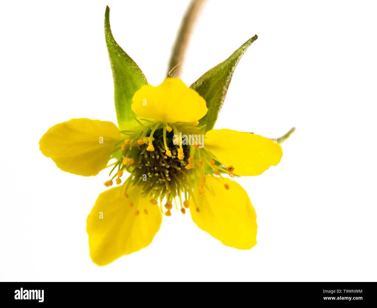 Chiudere l immagine di un unico fiore di legno avens, Geum urbanum, su sfondo bianco Foto Stock