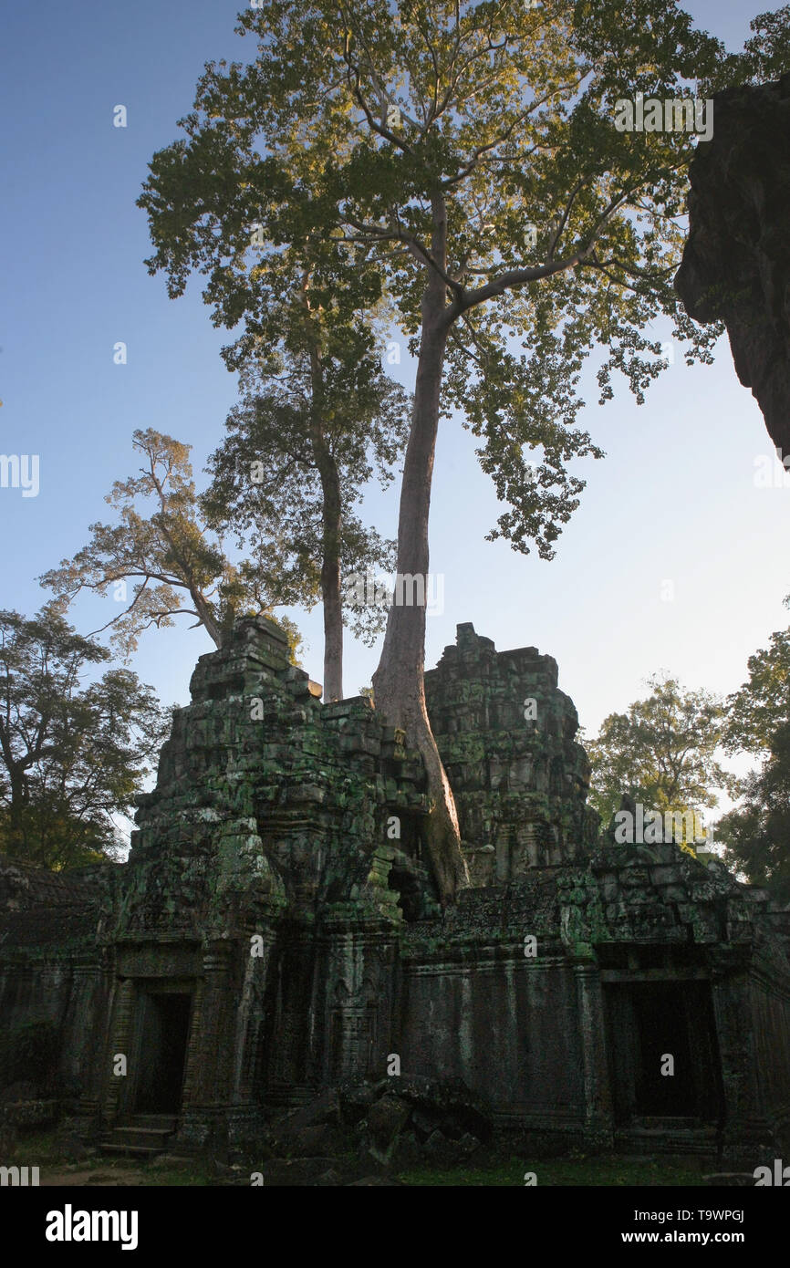 Giant Thitpok tree (tetrameles nudiflora) che cresce su un satellite tempio nel terzo contenitore, Ta Prohm, Angkor, Siem Reap, Cambogia Foto Stock