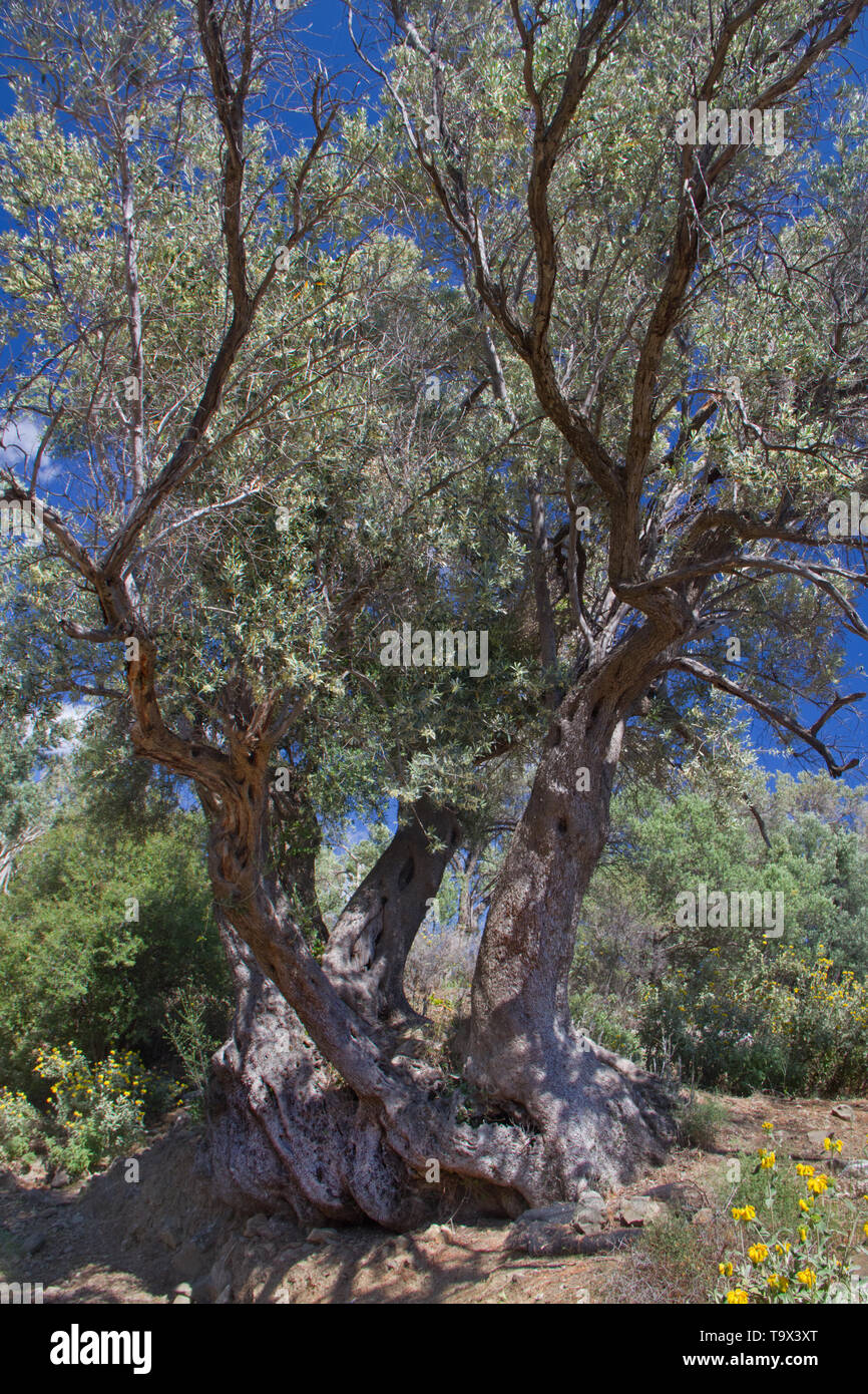 Molto vecchio, ramificato olivo in un frutteto a Creta Grecia Foto Stock