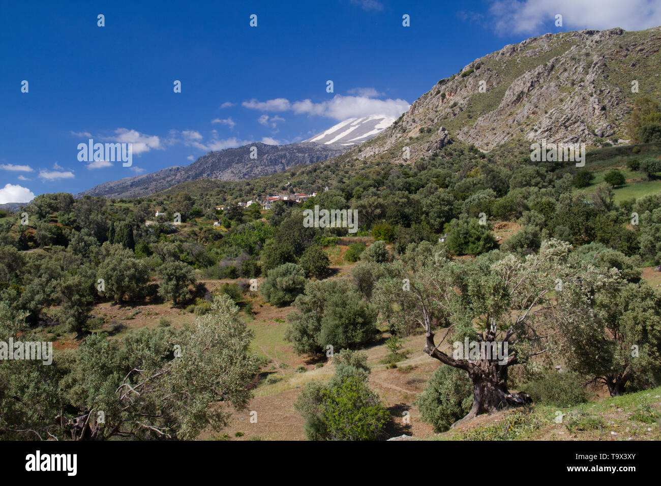 Paesaggio di Creta, Grecia: vista su un frutteto di oliva, nella distanza una coperta di neve montagna e un villaggio con case bianche Foto Stock