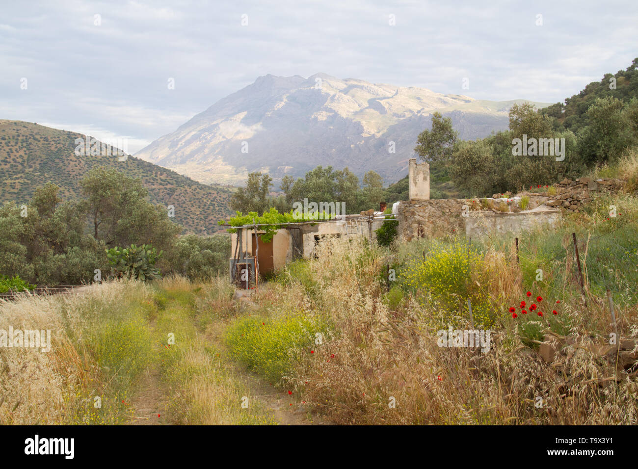Piccola fattoria di vuoto lungo una strada sterrata a Creta, in lontananza la luce del mattino che splende su Mount Kedros Foto Stock