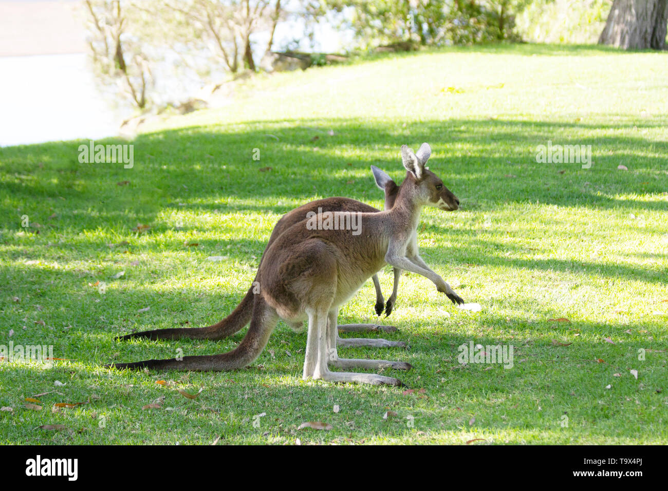 Canguri stand up su erba verde ,PERTH, Australia. Foto Stock