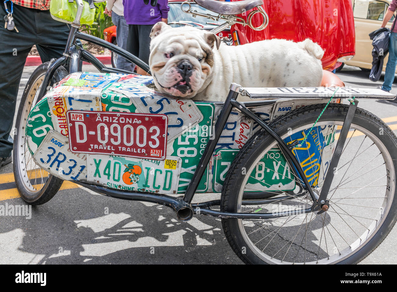 Un Britannico Bulldog Inglese In Un Sidecar Di Bicicletta Che Ha Il Lato Del Sidecar Coperto Con Lastre Di Licenza Da Un Certo Numero Di Stati Usa Allo Stato S Foto Stock