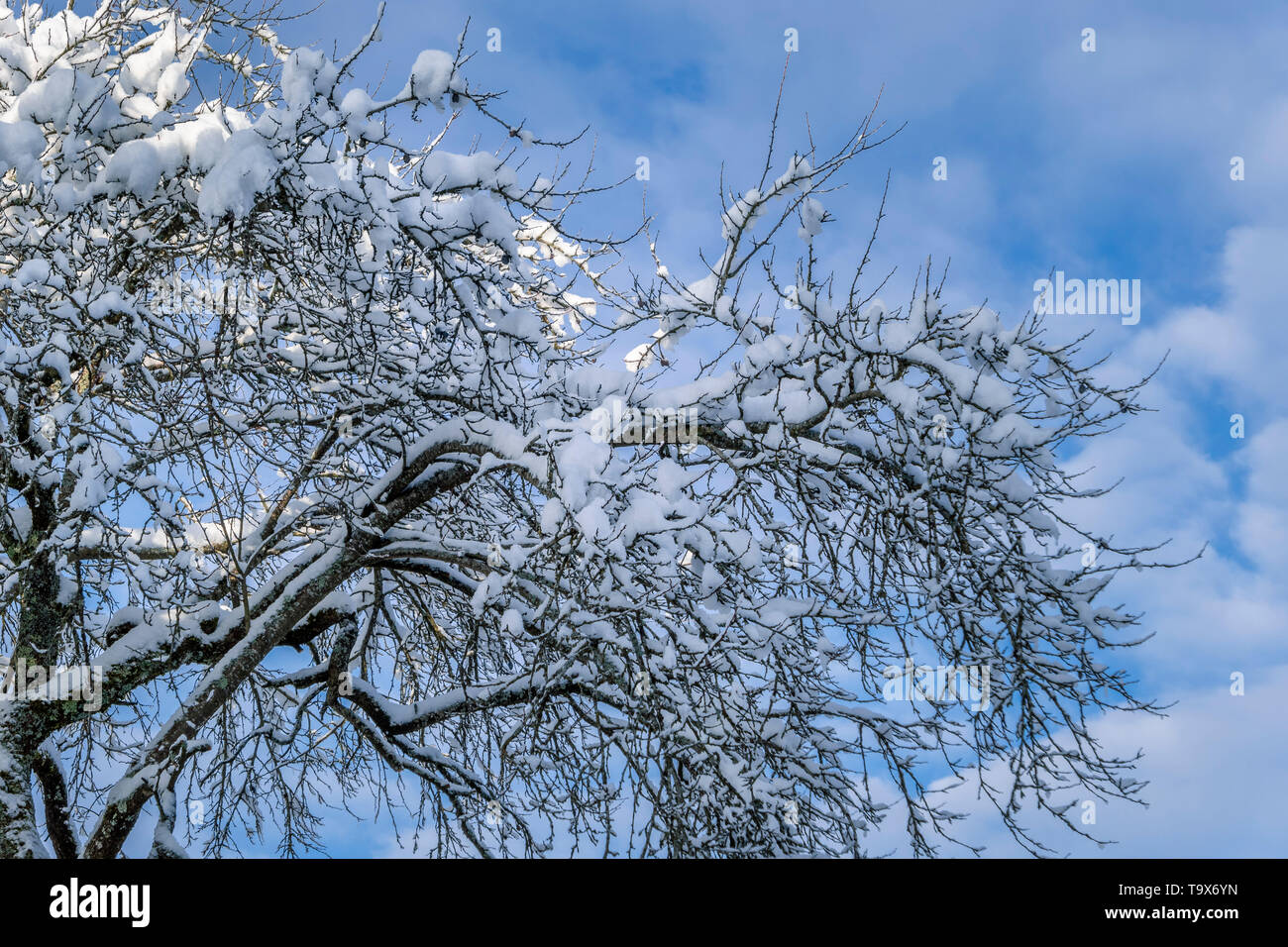 Con la caduta di neve fresca nuvoloso albero in inverno prima di cielo blu, Tutzing, Baviera, Germania, Europa, Mit Neuschnee bedeckter Baum im Winter vor Himm blauem Foto Stock