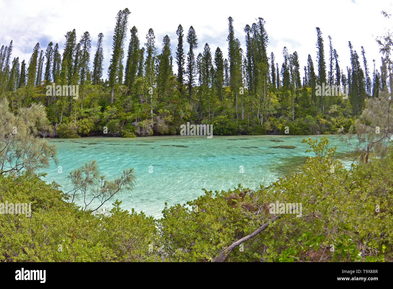 Endemica pini Cook, Araucaria columnaris, piscina naturale di Oro Bay, Isola dei Pini, Nuova Caledonia, Sud Pacifico Foto Stock