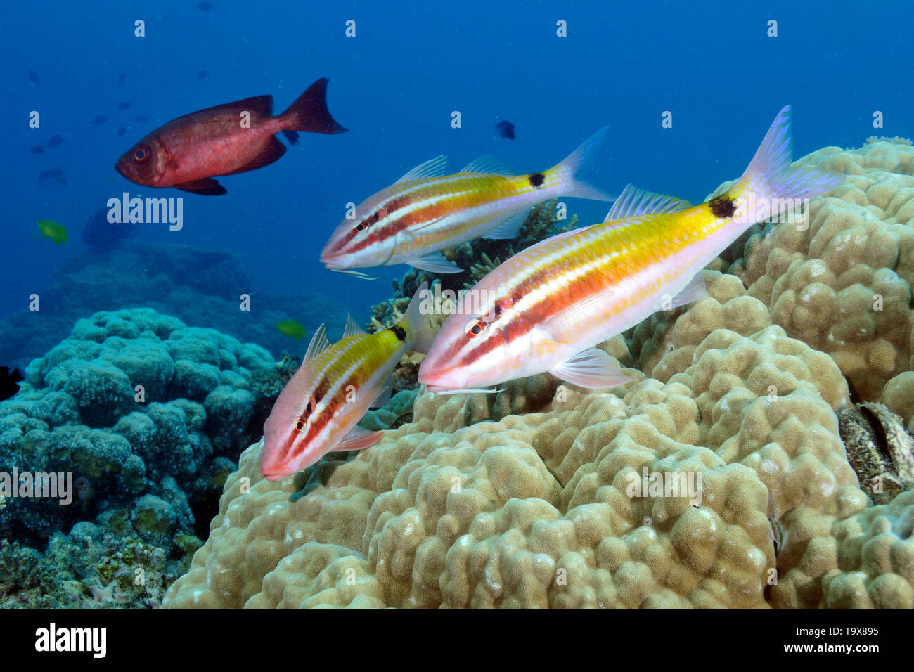 Blacksaddle goatfish, Parupeneus spilurus, in una barriera corallina, Seche Croissant, Noumea, Nuova Caledonia Foto Stock