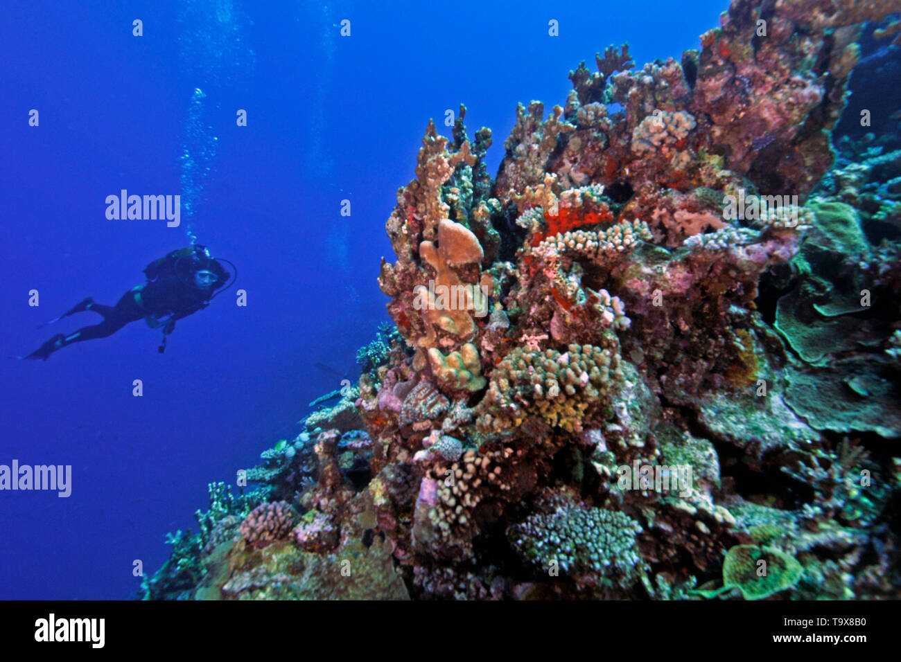 Sommozzatore osserva il sano Coral reef del Dumbea Pass, Noumea, Nuova Caledonia, Sud Pacifico Foto Stock