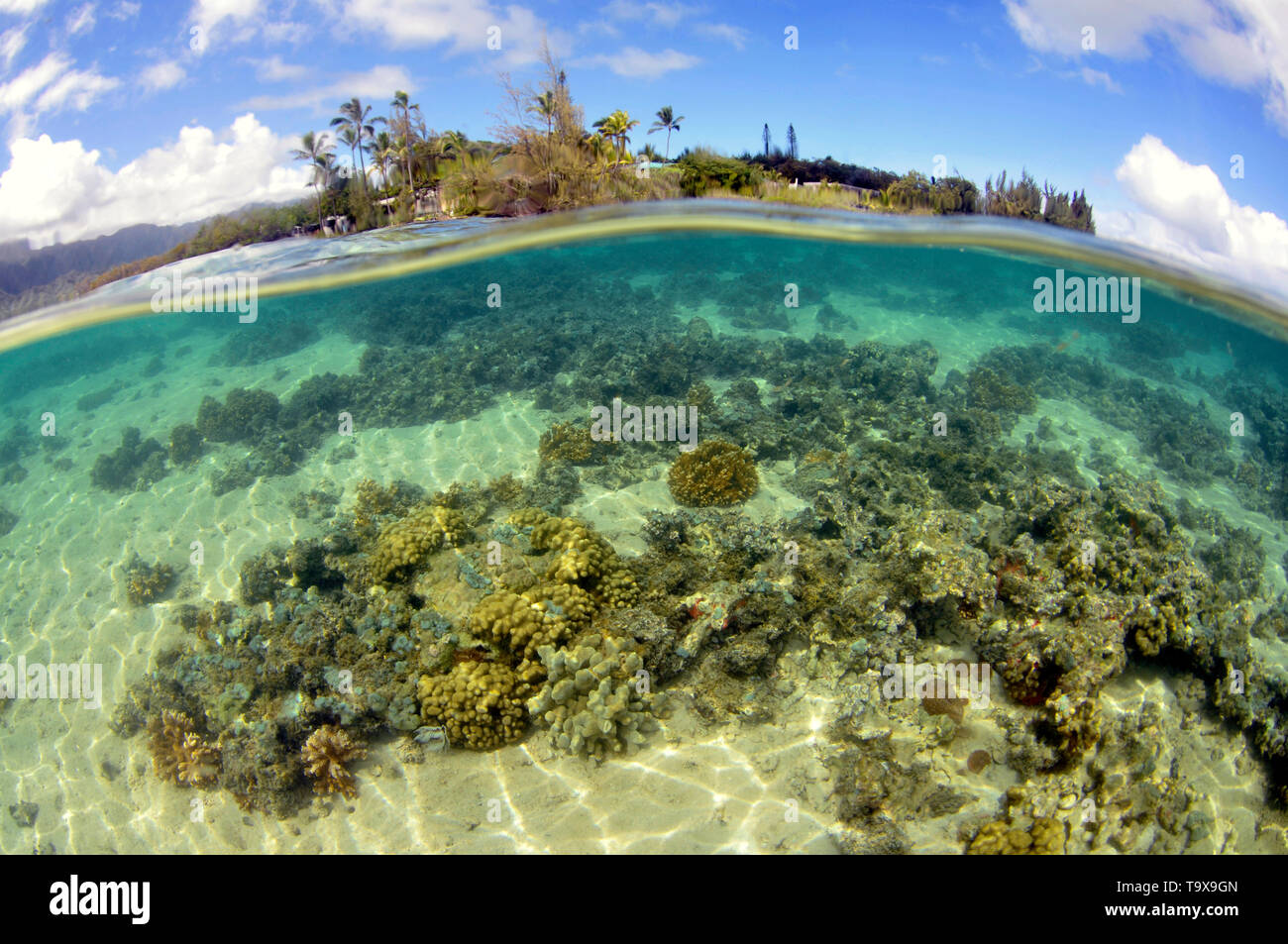 Coral reef a Coconut Island, Kaneohe Bay, Oahu, Hawaii, STATI UNITI D'AMERICA Foto Stock