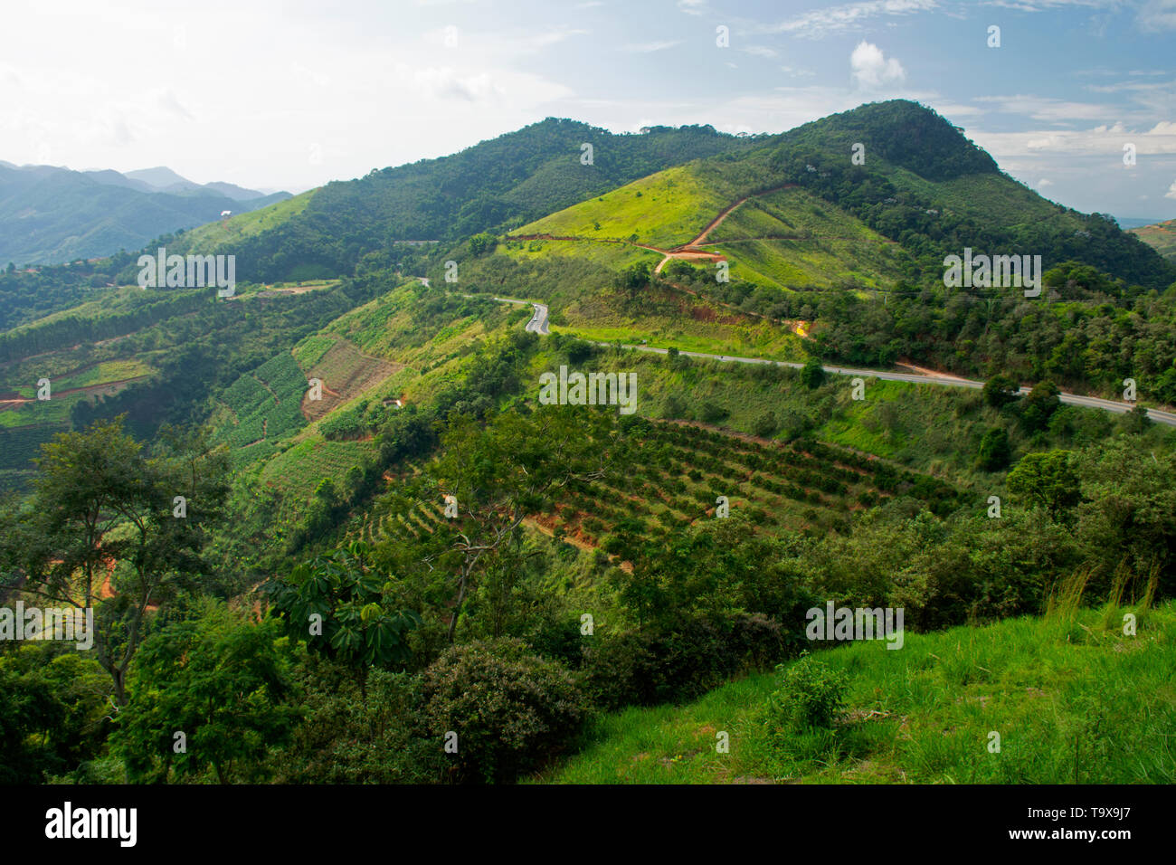 Caffè colture sul pendio di una collina, Domingos Martins, Espirito Santo, Brasile Foto Stock