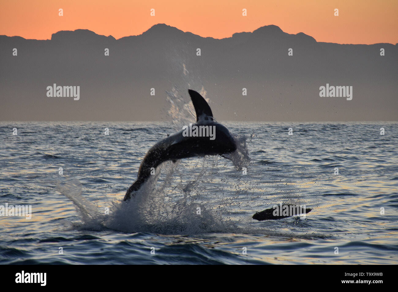 Un grande squalo bianco, Carcharodon carcharias, violazioni di sunrise, False Bay, Sud Africa Foto Stock