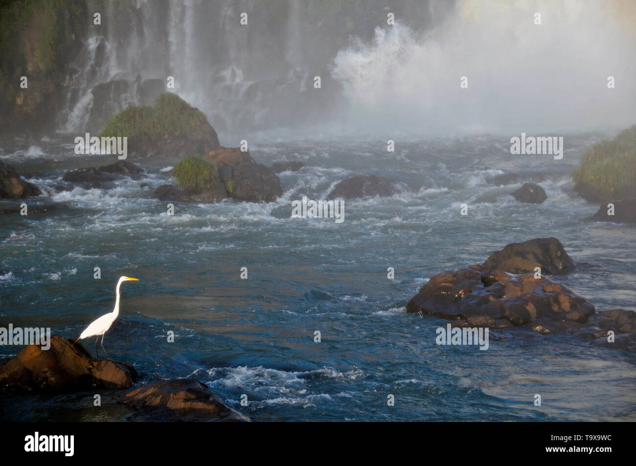 Airone bianco maggiore, Ardea alba, a Iguassu Falls National Park, di Foz do Iguaçu, Parana, Brasile Foto Stock