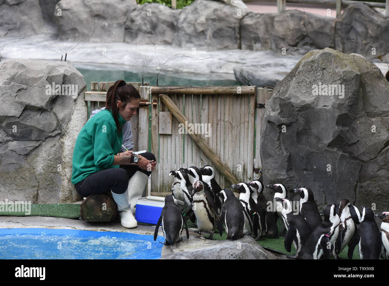 I Penguins africani visto fare la coda per mangiare di fronte al loro detentore presso lo zoo di Madrid. Zoo di Madrid partecipa alla conservazione del pinguino africano (Spheniscus demersus), che è elencato nella Red Libro dati come specie in via di estinzione. Circa 4 milioni di pinguini esisteva già all'inizio del XX secolo. Oggi solo 55.000. Foto Stock