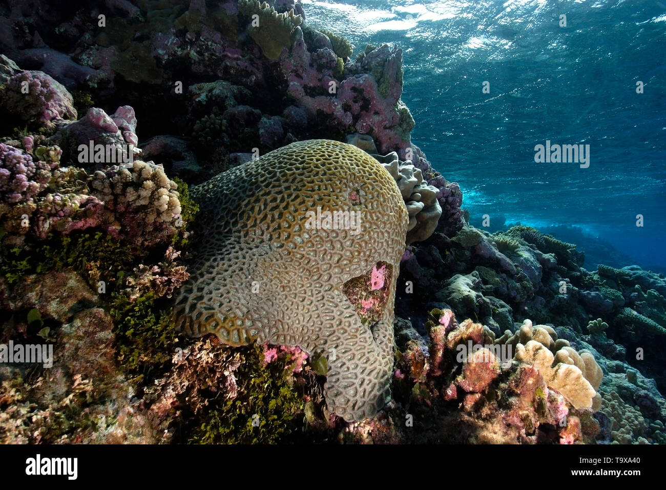 Massive faviid colonia di corallo, Rongelap, Isole Marshall, Stati Federati di Micronesia Foto Stock