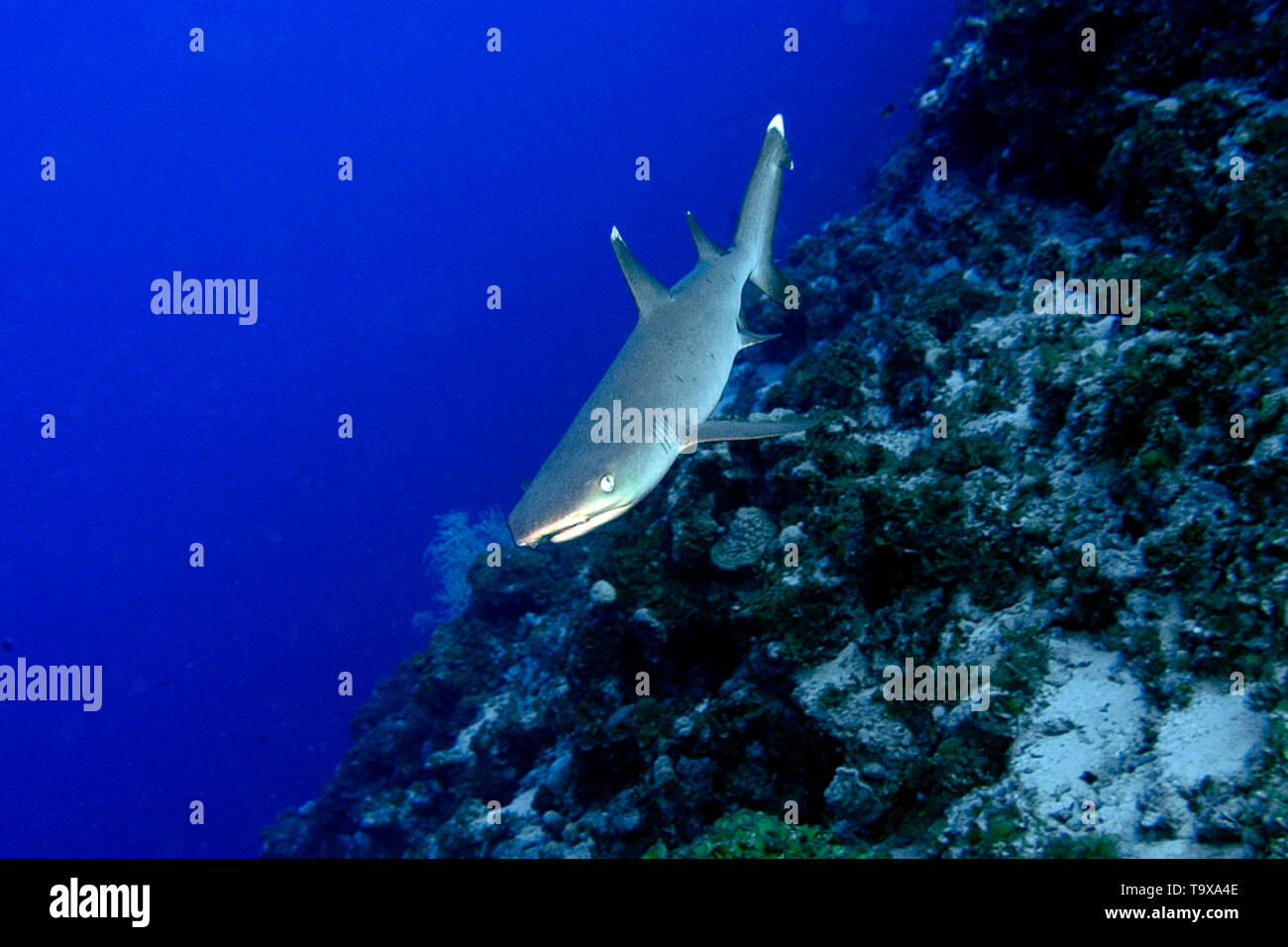 Whitetip reef shark, Triaenodon obesus, Ailuk atoll, Isole Marshall, Pacific Foto Stock