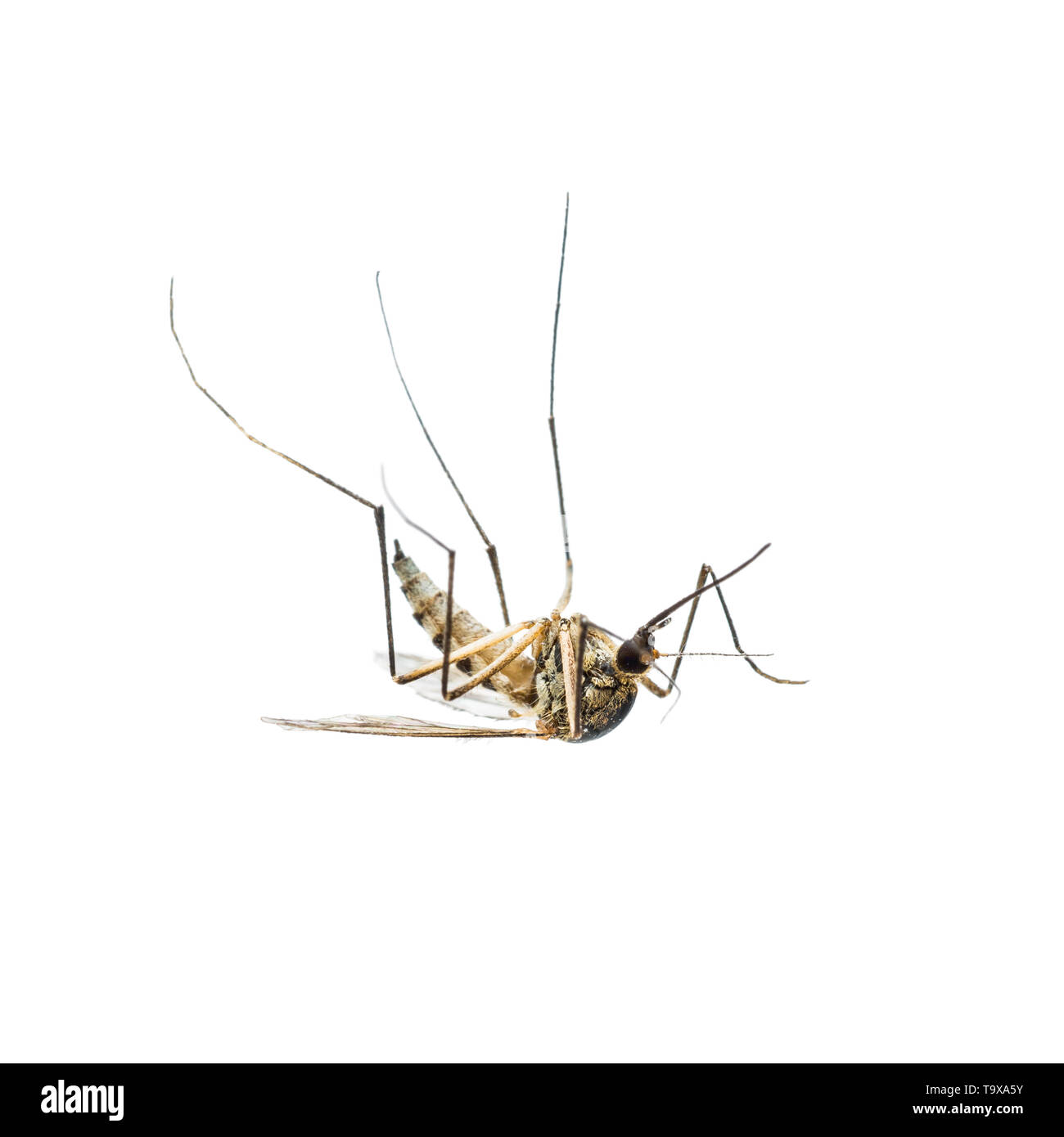 La febbre gialla, la malaria o Zika infettate da virus insetto zanzara isolati su sfondo bianco Foto Stock