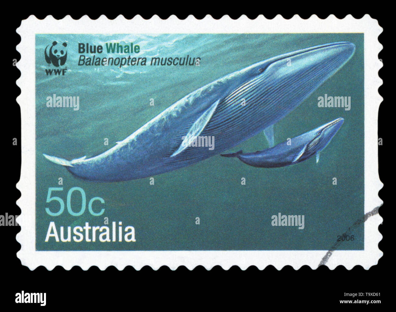 AUSTRALIA - circa 2006: un timbro stampato in Australia mostra balena blu - Balaenoptera musculus, circa 2006. Foto Stock