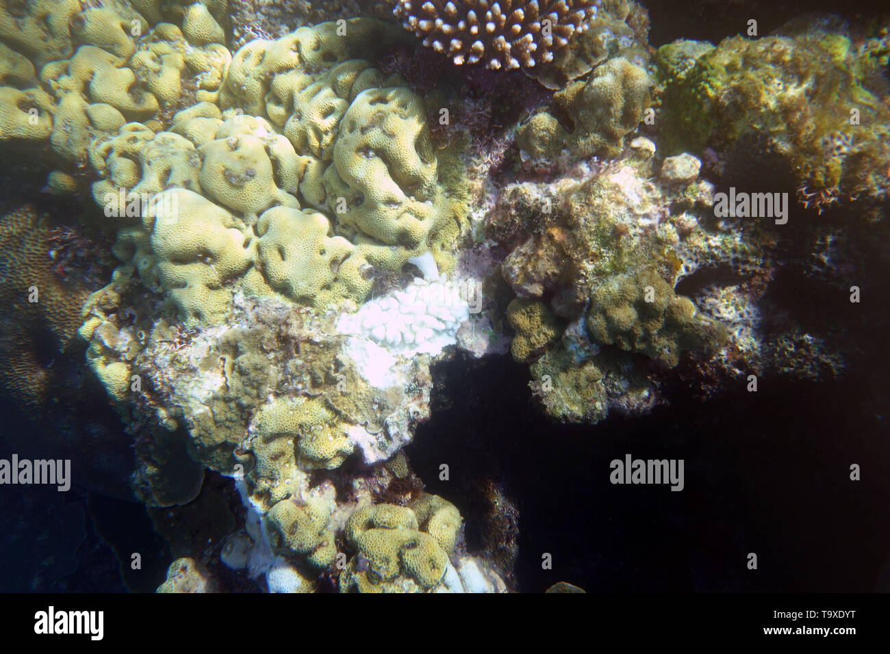 Recente cicatrice di alimentazione (bianco, medio) di un corallo-mangiando la corona di spine di stelle marine Efate, Vanuatu Foto Stock