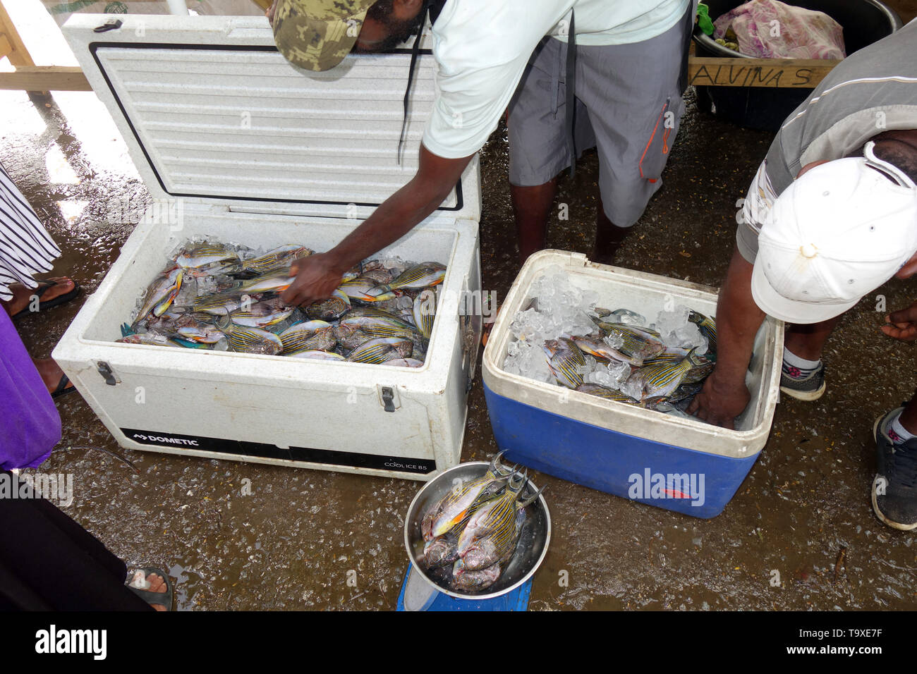 Piccolo pesce di scoglio per la vendita al mercato di Port Vila, Efate, Vanuatu. No signor o PR Foto Stock