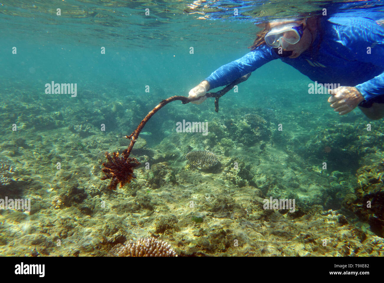 Snorkeller con corallo-eating starfish infilzata su stick, Efate, Vanuatu. n. MR Foto Stock