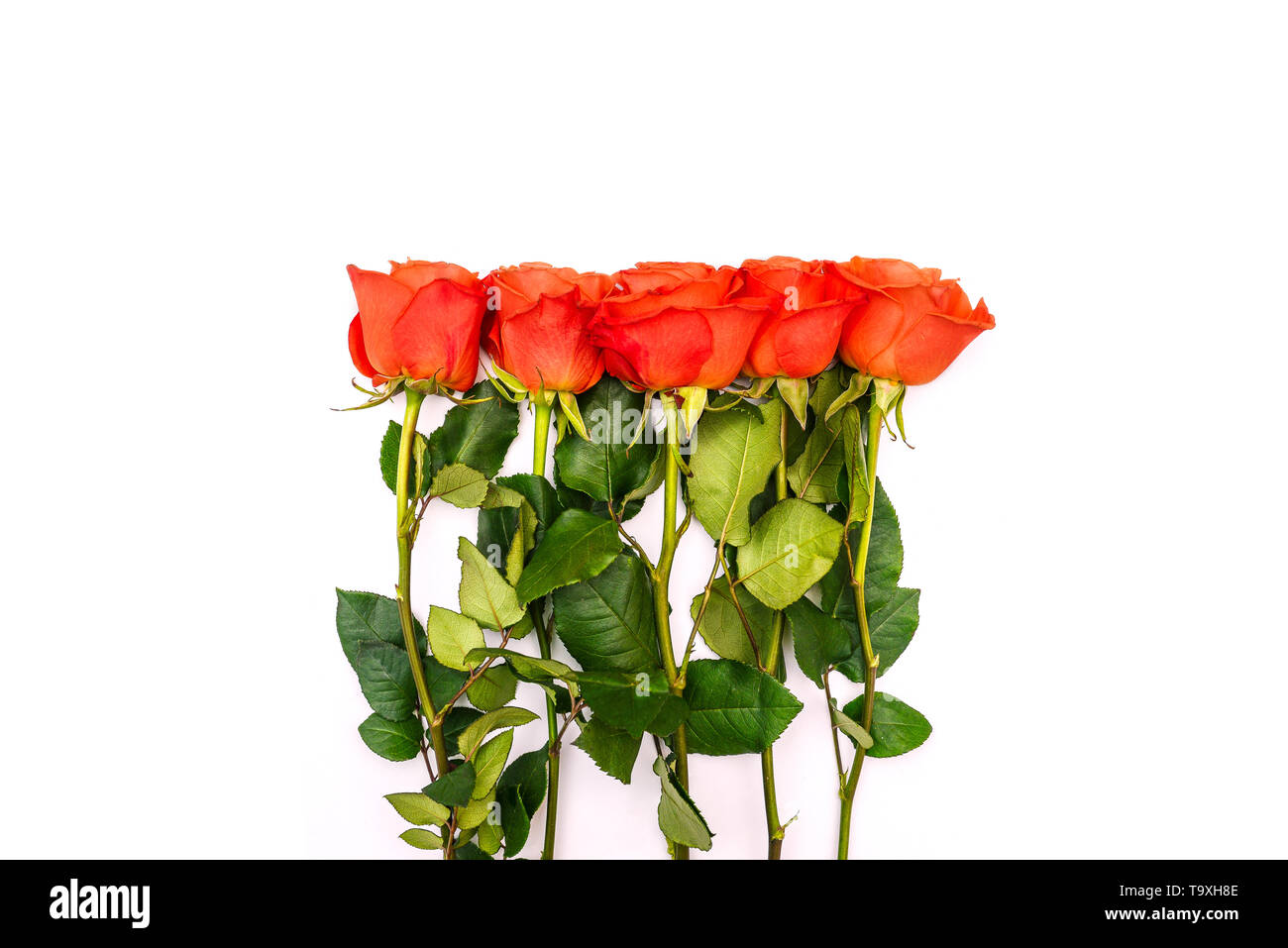 Un mazzo di rose rosse. Lunghi steli con foglie e germogli. Le rose su uno sfondo bianco. Modello per la progettazione Foto Stock