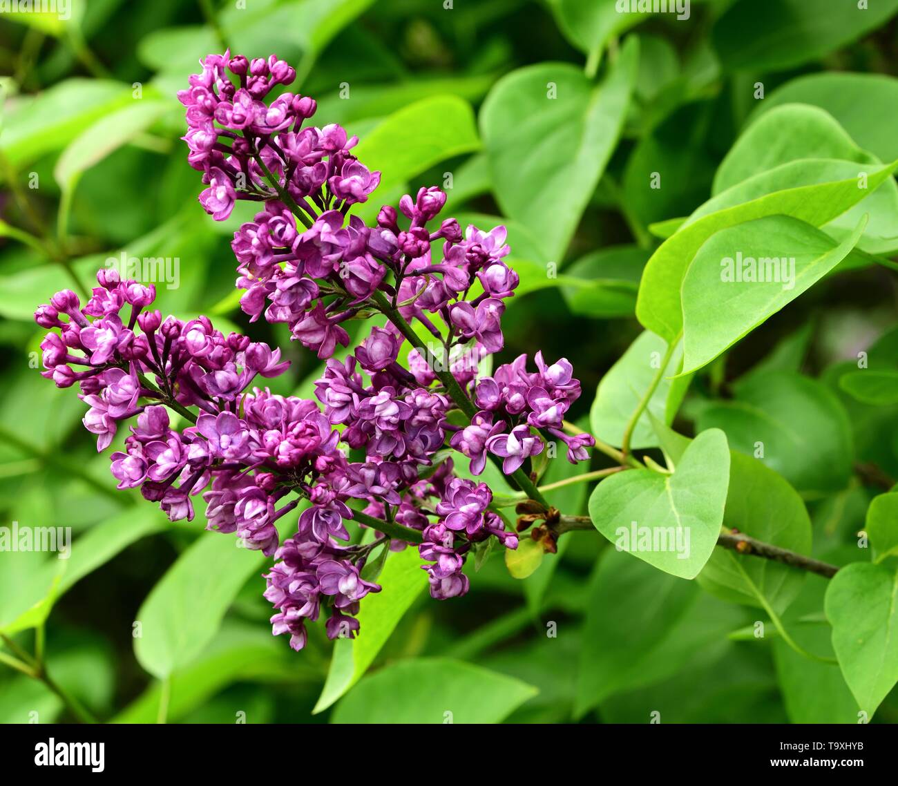 Primo piano di due rametti di fiori lilla. Foto Stock