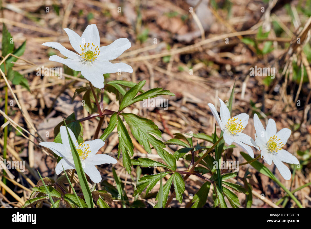 La giornata della terra piantine. bianco fiori che sbocciano in un bosco selvatico. natura circostante. Foto Stock