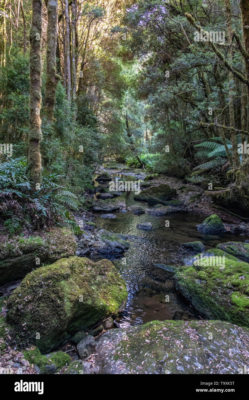 Forest flusso che scorre attraverso verdi boschi e rocce di muschio, Tasmania Foto Stock