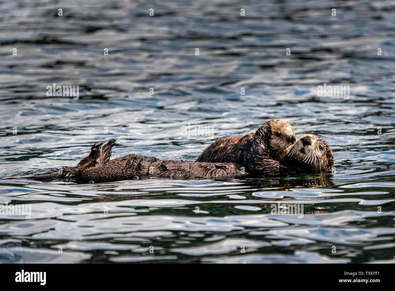 Sea Otter (Enhydra lutris) off la northwestern Vancouver Island a riva, Cape Scott, British Columbia, Canada. Foto Stock