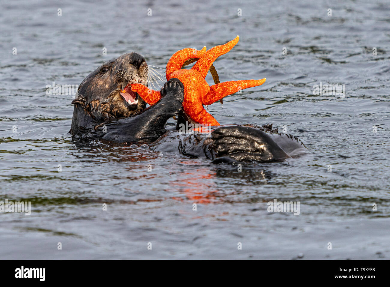 Sea Otter (Enhydra lutris) mangiare un arancio starfish off la northwestern Vancouver Island a riva, Cape Scott, British Columbia, Canada. Foto Stock