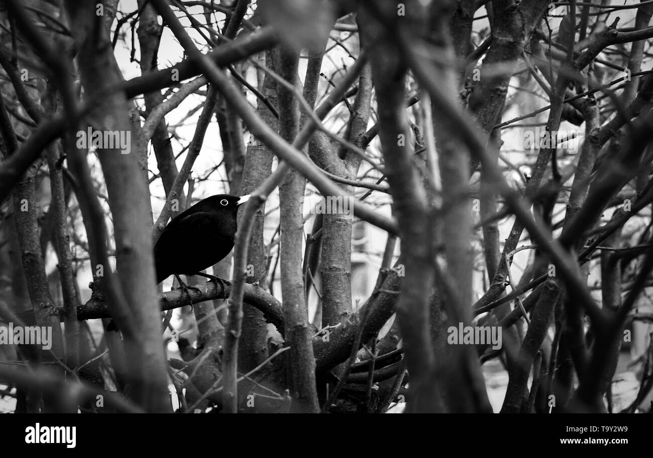 Blackbird nascondendosi in una triste sfrondato bush e in cerca di cibo prima dell'inverno arriva Foto Stock