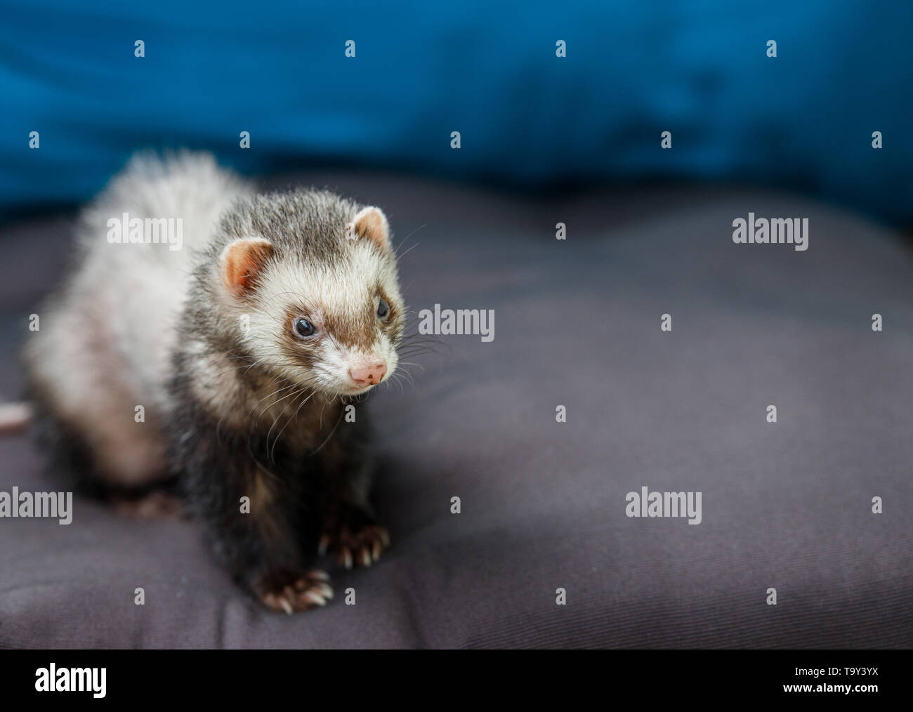 Amava spiare ferret colorate sul balcone sorridente e pulizia la sua pelle non conciata felicemente Foto Stock