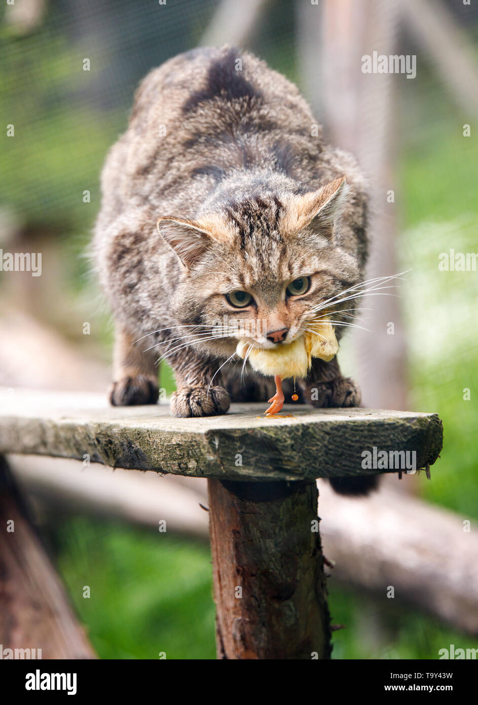 Grande fame wildcat in attesa di farine di carne nel parco naturale Foto Stock