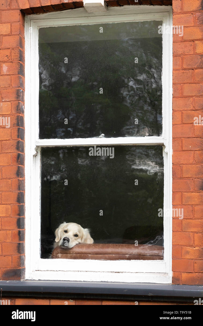 Il Golden Retriever dog sitter all'interno di un edificio e guardando fuori da una finestra Foto Stock