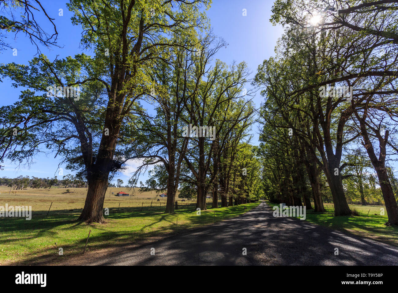 Vista del magnifico viale alberato di oltre 200 inglese alberi di olmo (Ulmus procera) a cappella Gostwyck, vicino Uralla, Nuovo Galles del Sud, Australia Foto Stock