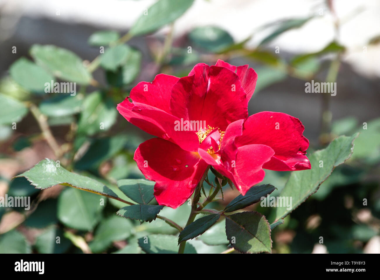 Piccolo appartamento rose su uno stelo del rosaio nel giardino Foto Stock